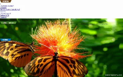 perubutterfly.com